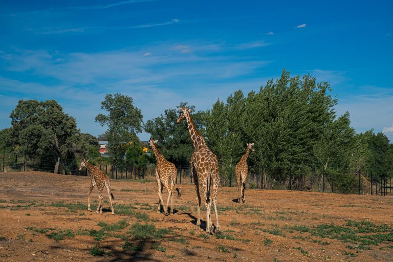 jirafasarticulo 2 eafc646f 768x512